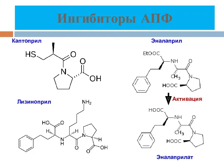 Ингибиторы АПФ Эналаприлат Эналаприл Каптоприл Лизиноприл Активация