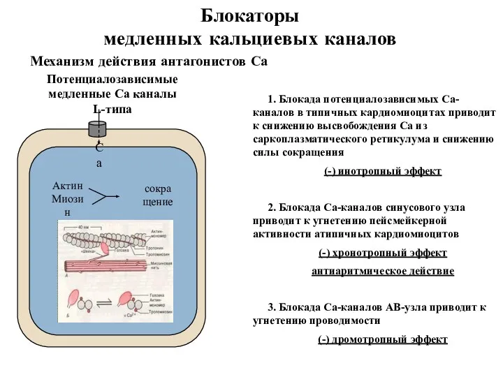 Механизм действия антагонистов Са 1. Блокада потенциалозависимых Са-каналов в типичных