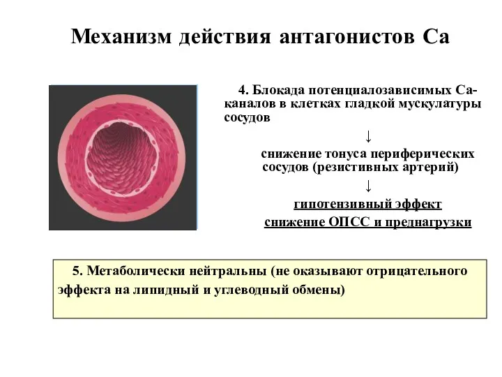 4. Блокада потенциалозависимых Са-каналов в клетках гладкой мускулатуры сосудов ↓