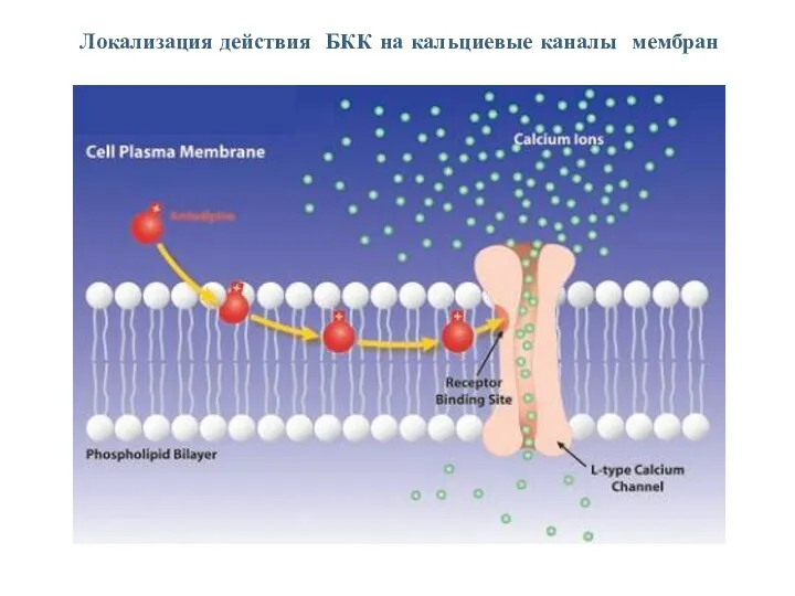 Локализация действия БКК на кальциевые каналы мембран