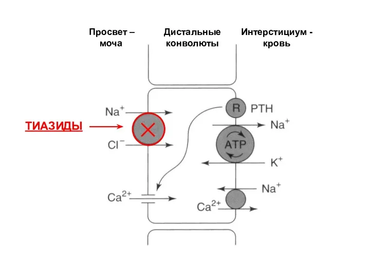 ТИАЗИДЫ Просвет – моча Дистальные конволюты Интерстициум - кровь