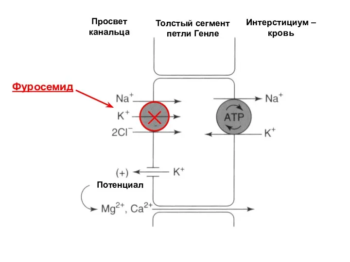 Просвет канальца Толстый сегмент петли Генле Фуросемид Интерстициум – кровь Потенциал