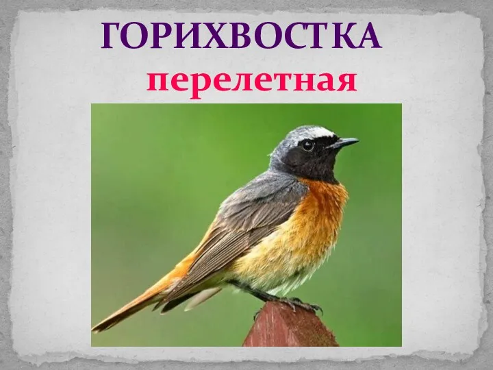 ГОРИХВОСТКА перелетная птица