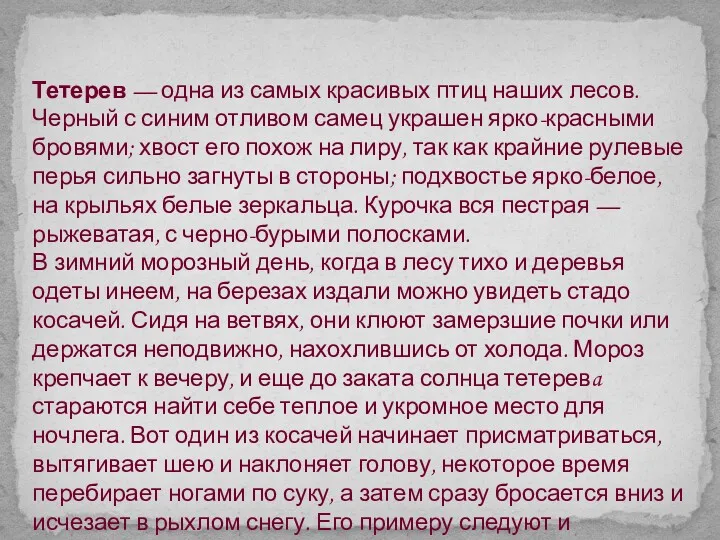 Тетерев — одна из самых красивых птиц наших лесов. Черный с синим отливом