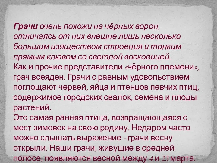 Грачи очень похожи на чёрных ворон, отличаясь от них внешне лишь несколько большим