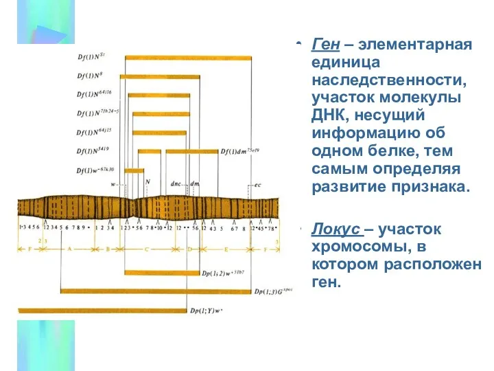 Ген – элементарная единица наследственности, участок молекулы ДНК, несущий информацию