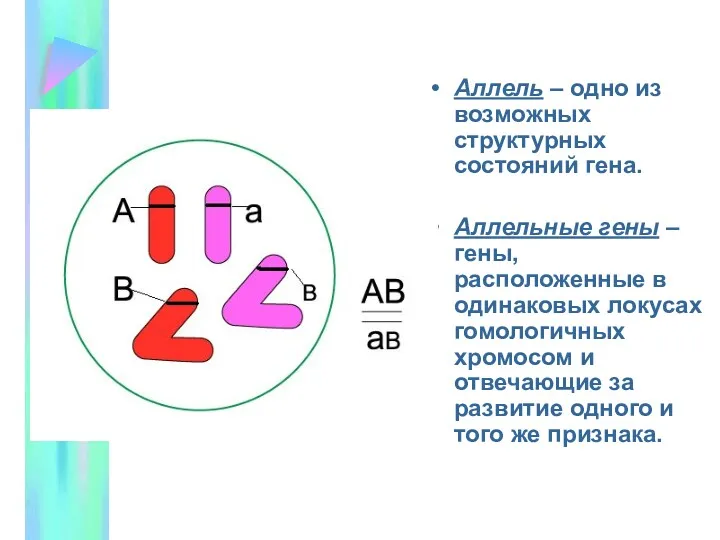 Аллель – одно из возможных структурных состояний гена. Аллельные гены