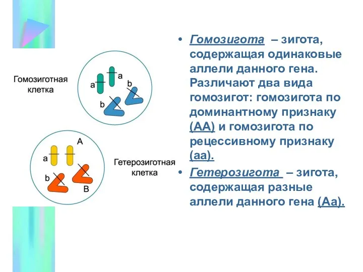 Гомозигота – зигота, содержащая одинаковые аллели данного гена. Различают два