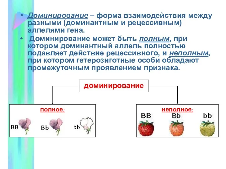 Доминирование – форма взаимодействия между разными (доминантным и рецессивным) аллелями