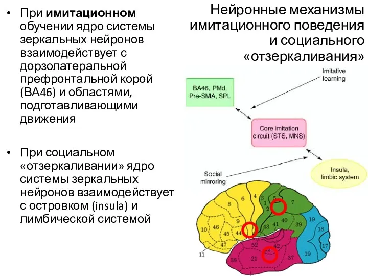 Нейронные механизмы имитационного поведения и социального «отзеркаливания» При имитационном обучении