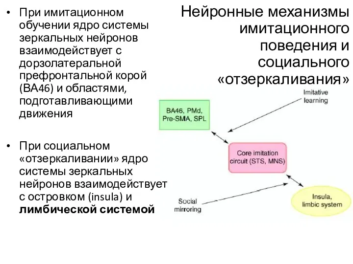 Нейронные механизмы имитационного поведения и социального «отзеркаливания» При имитационном обучении