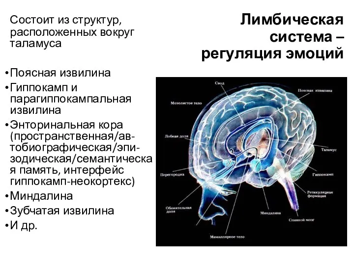 Лимбическая система – регуляция эмоций Состоит из структур, расположенных вокруг