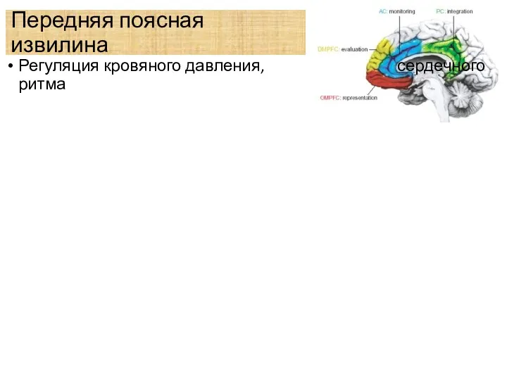 Передняя поясная извилина Регуляция кровяного давления, сердечного ритма