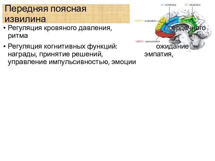 Передняя поясная извилина Регуляция кровяного давления, сердечного ритма Регуляция когнитивных