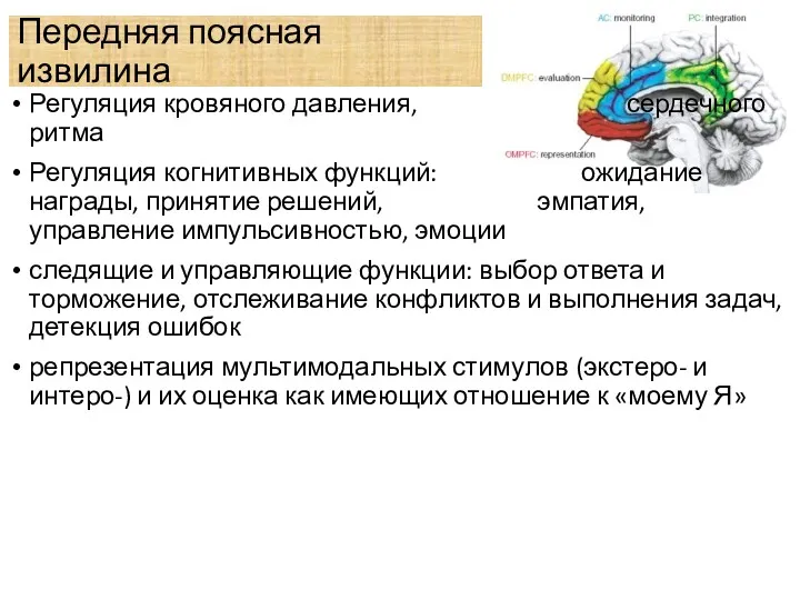 Передняя поясная извилина Регуляция кровяного давления, сердечного ритма Регуляция когнитивных