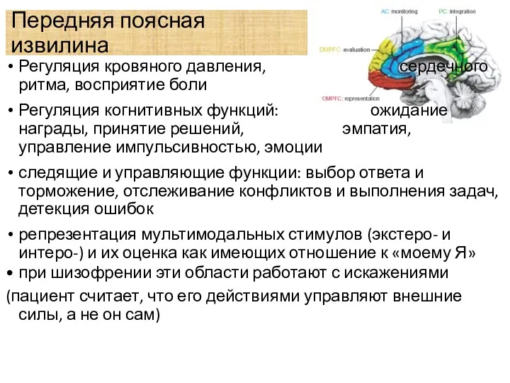 Передняя поясная извилина Регуляция кровяного давления, сердечного ритма, восприятие боли