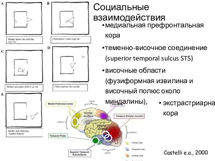 Социальные взаимодействия медиальная префронтальная кора теменно-височное соединение (superior temporal sulcus