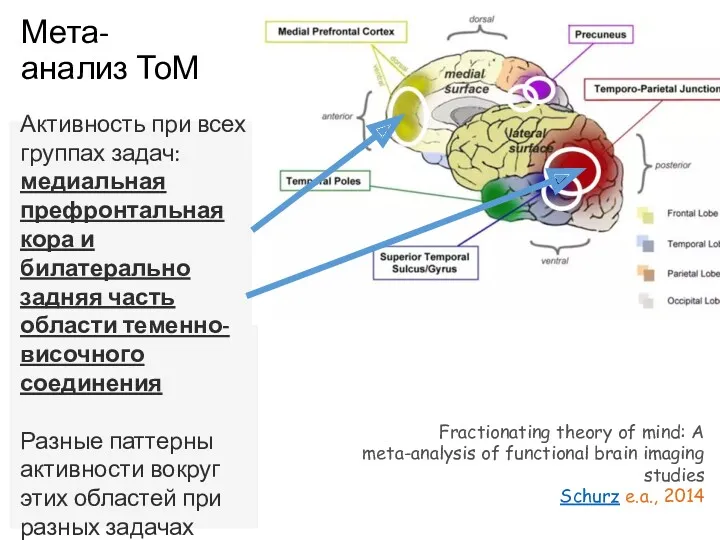 Мета-анализ ТоМ Активность при всех группах задач: медиальная префронтальная кора