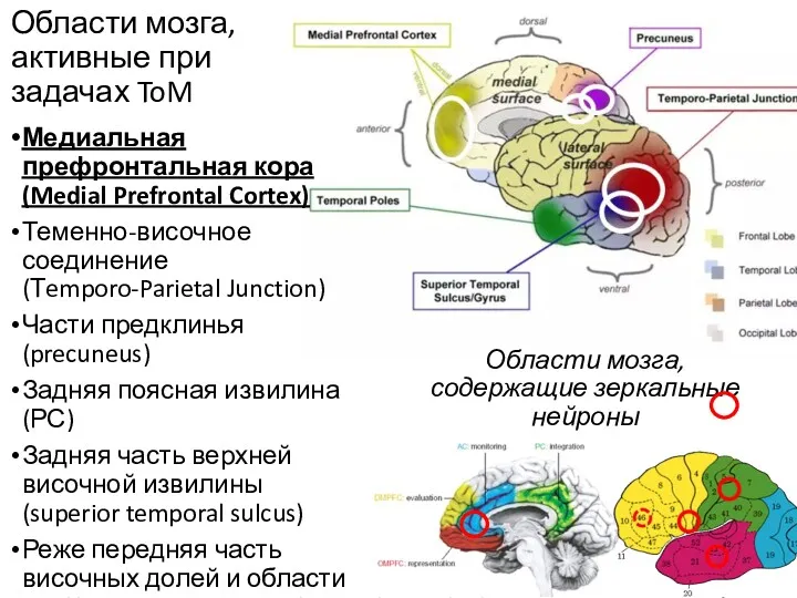 Области мозга, активные при задачах ToM Медиальная префронтальная кора (Medial