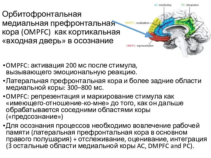 Орбитофронтальная медиальная префронтальная кора (OMPFC) как кортикальная «входная дверь» в