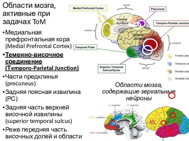 Области мозга, активные при задачах ToM Медиальная префронтальная кора (Medial