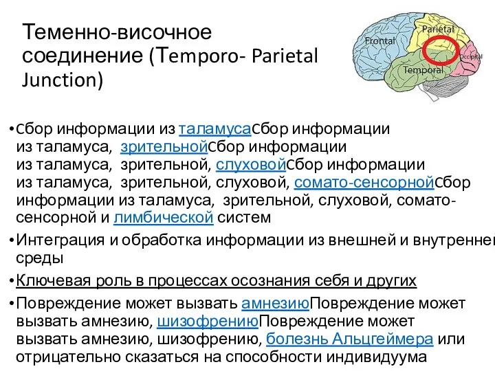 Теменно-височное соединение (Тemporo- Parietal Junction) Cбор информации из таламусаCбор информации