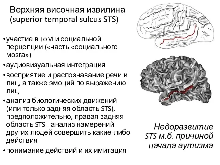 Верхняя височная извилина (superior temporal sulcus STS) участие в ToM