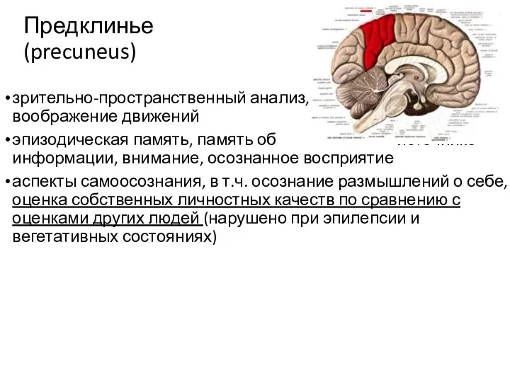 зрительно-пространственный анализ, воображение движений эпизодическая память, память об источнике информации,