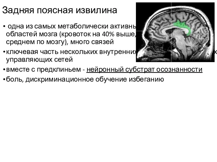 Задняя поясная извилина одна из самых метаболически активных областей мозга