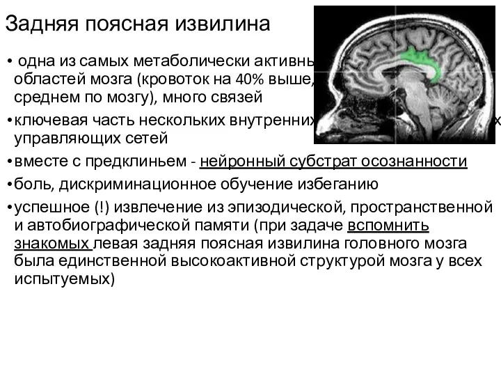 Задняя поясная извилина одна из самых метаболически активных областей мозга