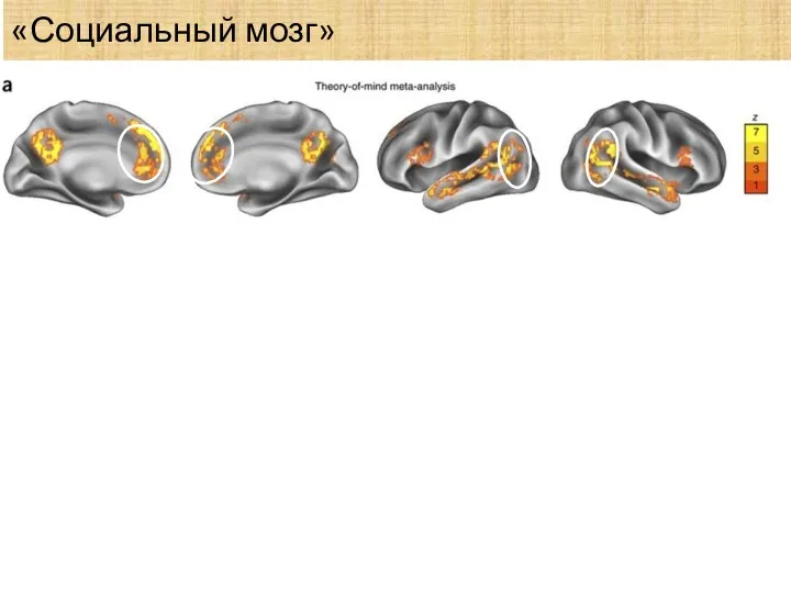 «Социальный мозг»