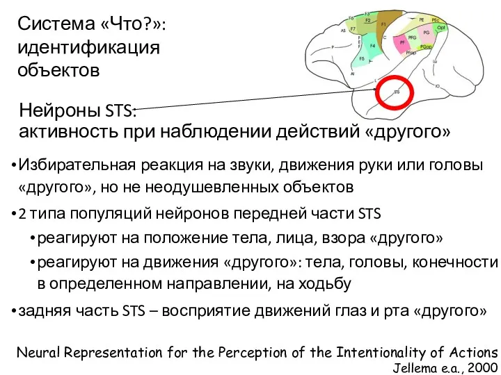 Нейроны STS: активность при наблюдении действий «другого» Избирательная реакция на