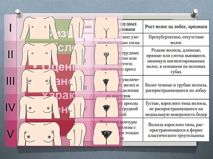 Физикальное обследование: Сопоставление степени физического и полового созревания по Таннеру