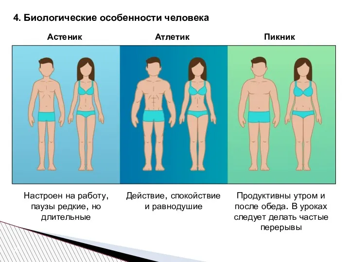 4. Биологические особенности человека Астеник Атлетик Пикник Настроен на работу,