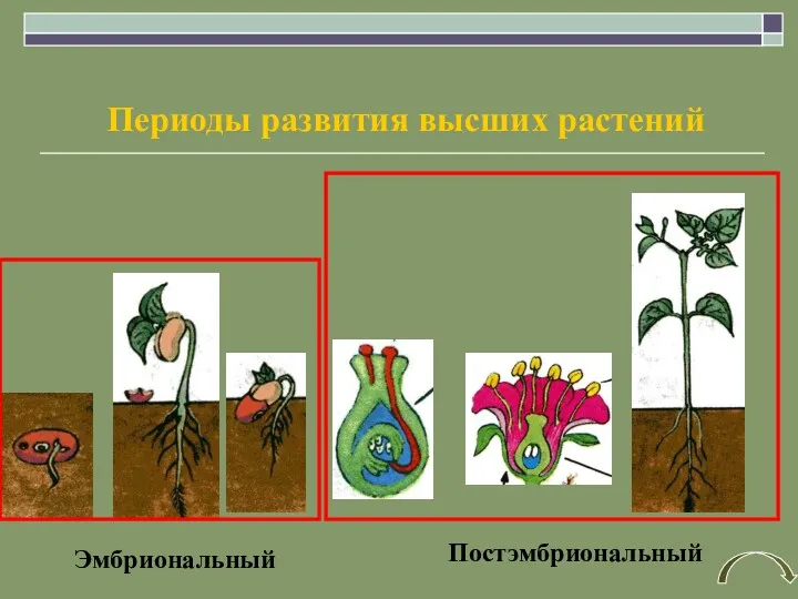 Эмбриональный Постэмбриональный Периоды развития высших растений
