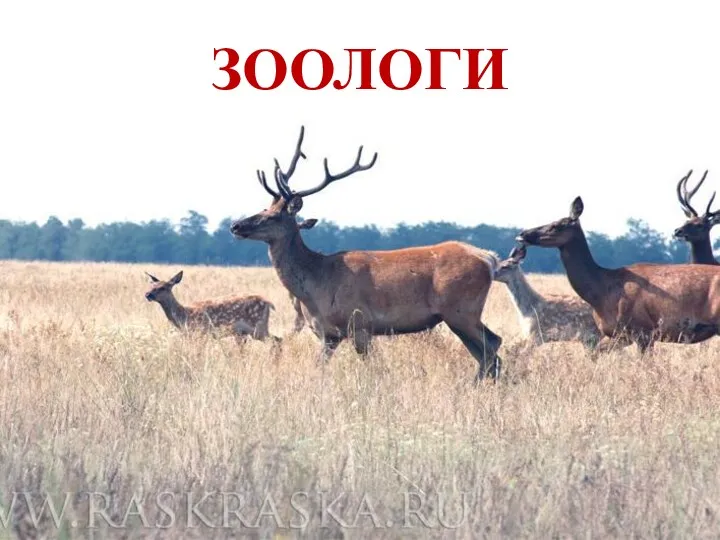 ЗООЛОГИ