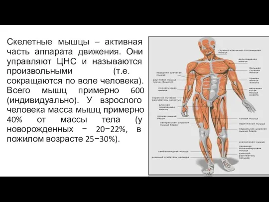 Скелетные мышцы – активная часть аппарата движения. Они управляют ЦНС