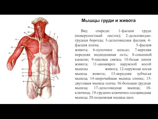 Мышцы груди и живота Вид спереди: 1-фасция груди (поверхностный листок);