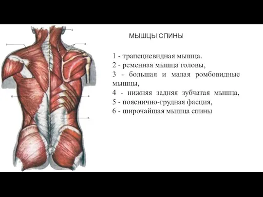 МЫШЦЫ СПИНЫ 1 - трапециевидная мышца. 2 - ременная мышца