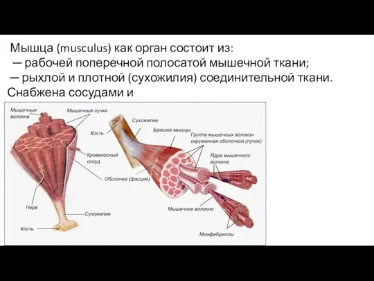 Мышца (musculus) как орган состоит из: ─ рабочей поперечной полосатой