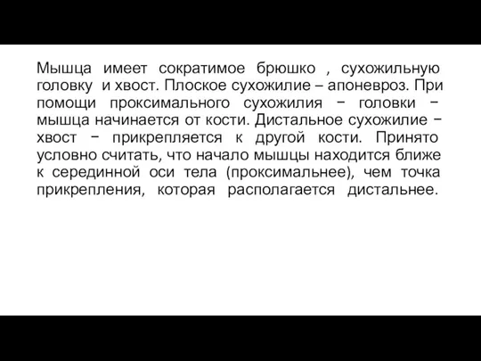 Мышца имеет сократимое брюшко , сухожильную головку и хвост. Плоское