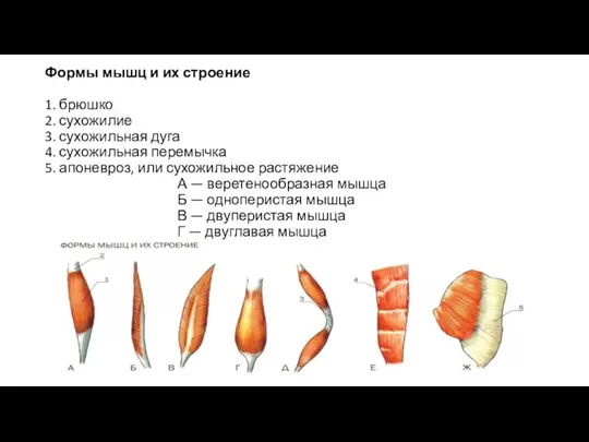 Формы мышц и их строение 1. брюшко 2. сухожилие 3.