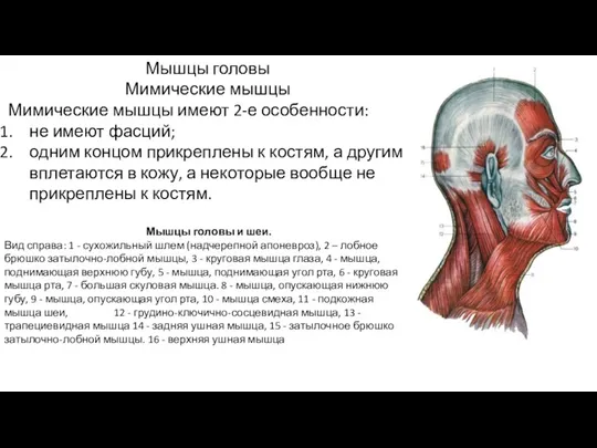 Мышцы головы Мимические мышцы Мимические мышцы имеют 2-е особенности: не