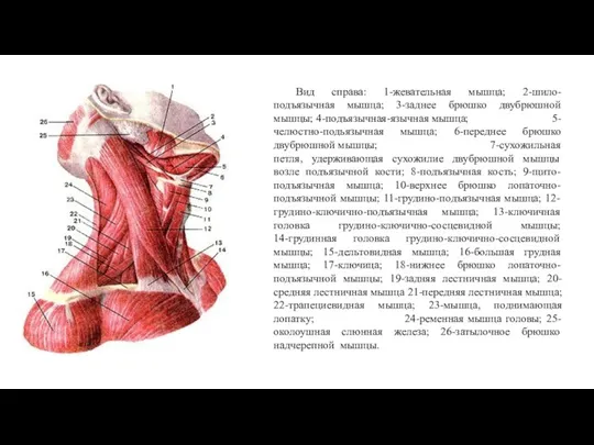 Вид справа: 1-жевательная мышца; 2-шило-подъязычная мышца; 3-заднее брюшко двубрюшной мышцы;