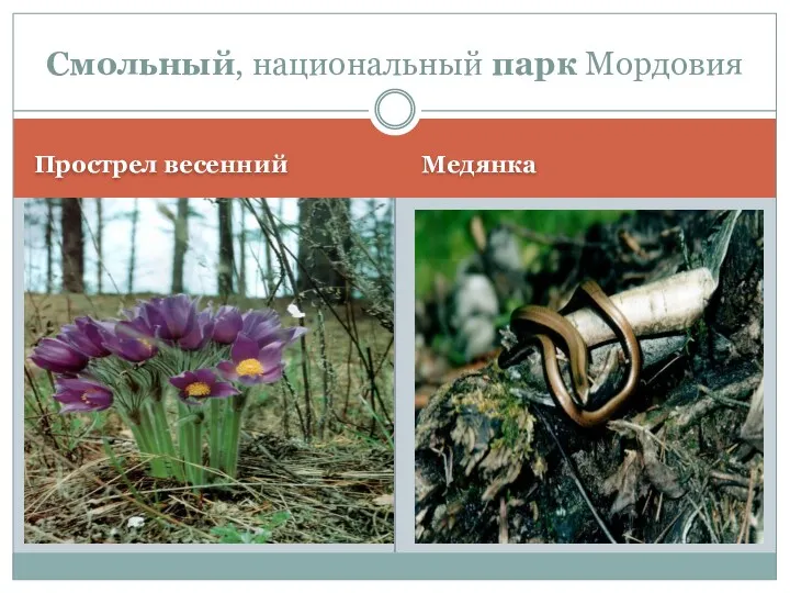 Прострел весенний Медянка Смольный, национальный парк Мордовия