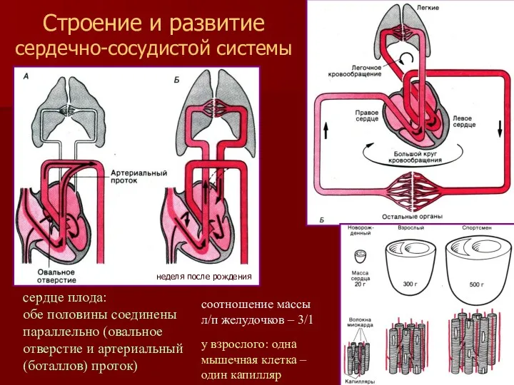 сердце плода: обе половины соединены параллельно (овальное отверстие и артериальный