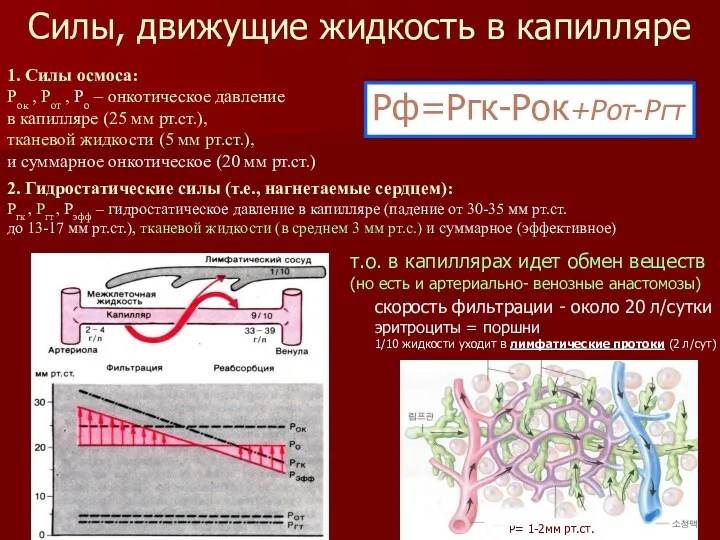 Силы, движущие жидкость в капилляре т.о. в капиллярах идет обмен