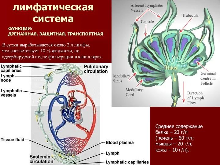 В сутки вырабатывается около 2 л лимфы, что соответствует 10