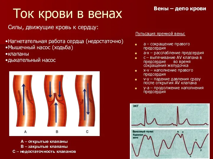 Ток крови в венах Пульсация яремной вены: а – сокращение