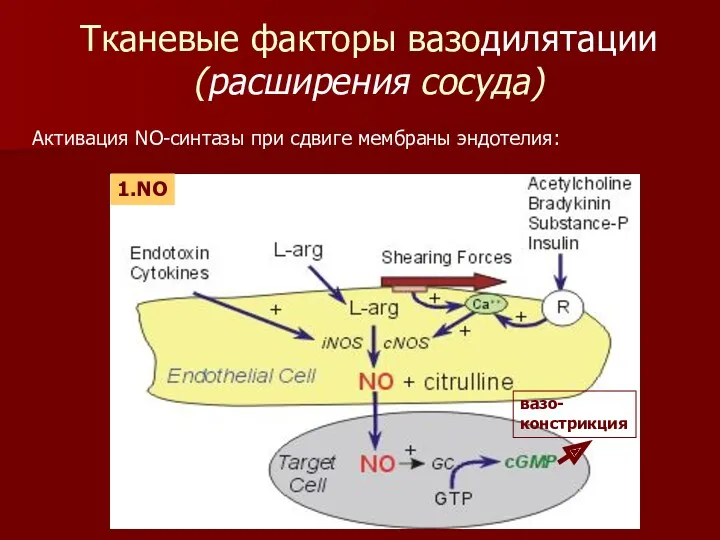 Тканевые факторы вазодилятации (расширения сосуда) 1.NO Активация NO-синтазы при сдвиге мембраны эндотелия: вазо- констрикция